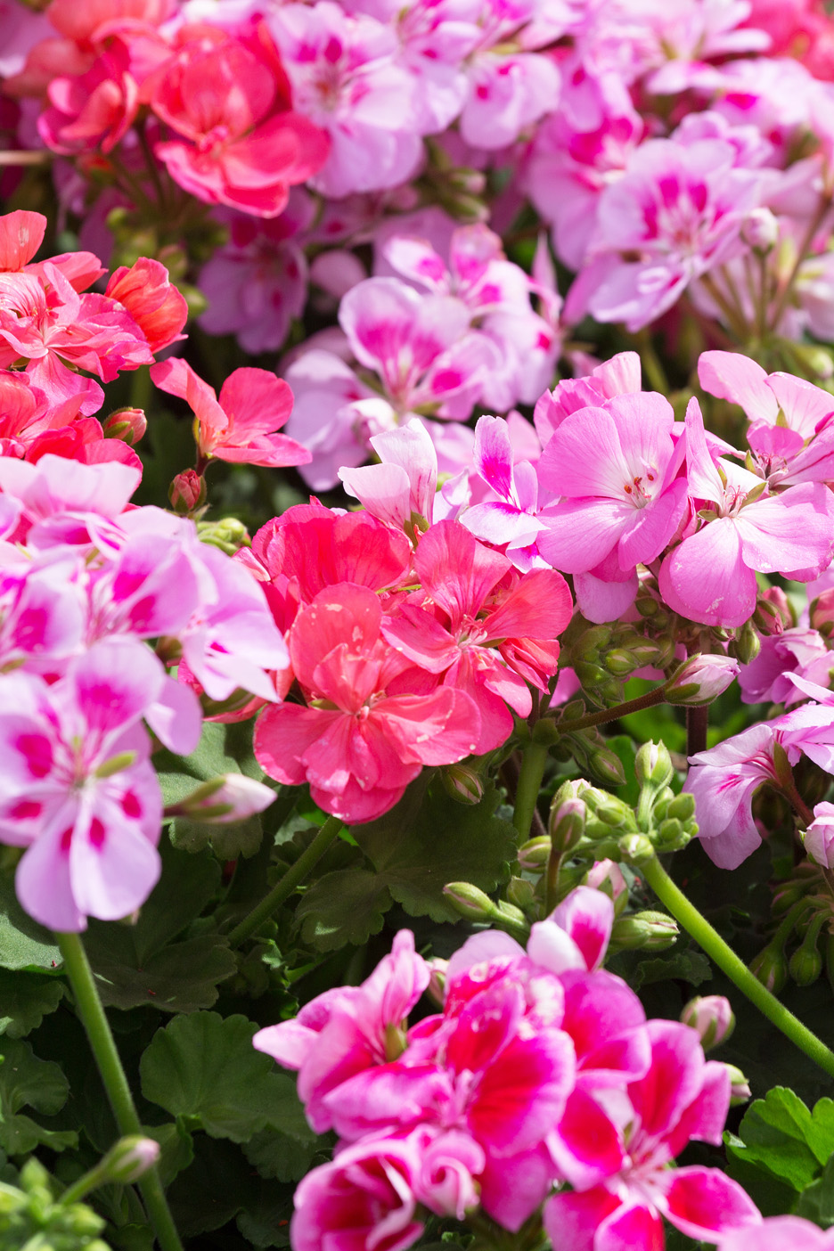 Närbild av en grupp rosa och röda pelargonblommor med gröna blad.