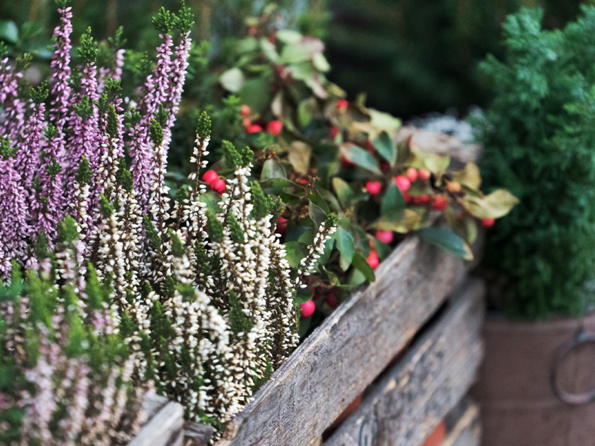 Veckans blommor