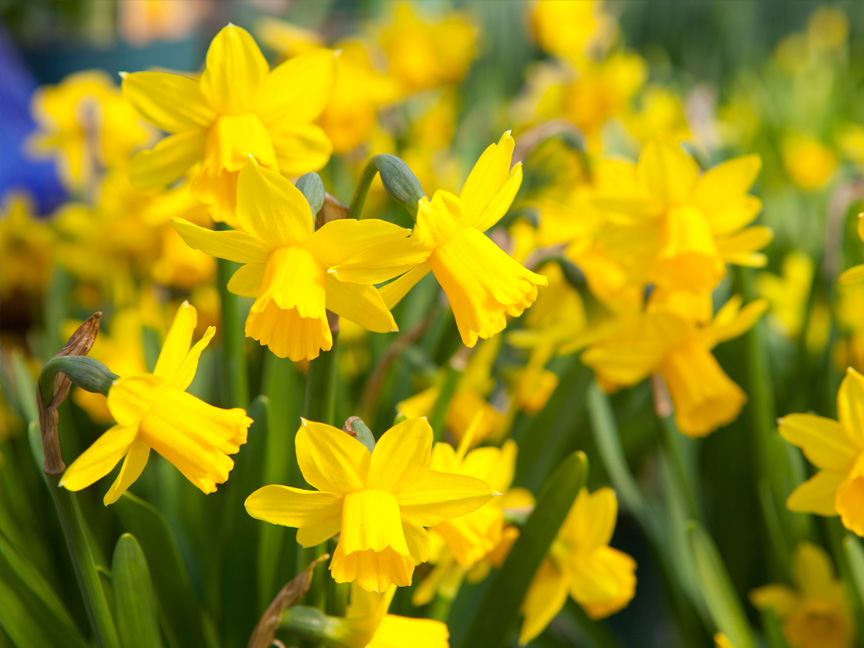 Veckans blommor